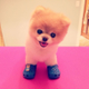 Illustration for article titled Boo Has Officially Sold Soul, Now Shilling for Crocs